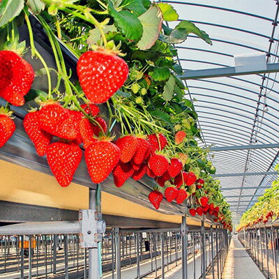 【ふるさと納税】 【先行予約】 いちご 2種 × 4パック 食べ比べ セット 紅ほっぺ さぬきひめ 詰め合わせ フルーツ 果物 旬 旬のフルーツセット 季節のフルーツ デザート おやつ 旬の果物 季節の果物 冷蔵 冷蔵配送 香川県 丸亀市