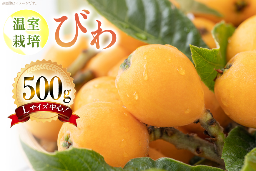 AF220【令和9年度出荷分】びわ 果汁たっぷり！川田さん家の温室栽培びわ 500g [ びわ ビワ 枇杷 フルーツ 果物 くだもの 国産 先行予約 川田農園 長崎県 島原市 ]_イメージ4