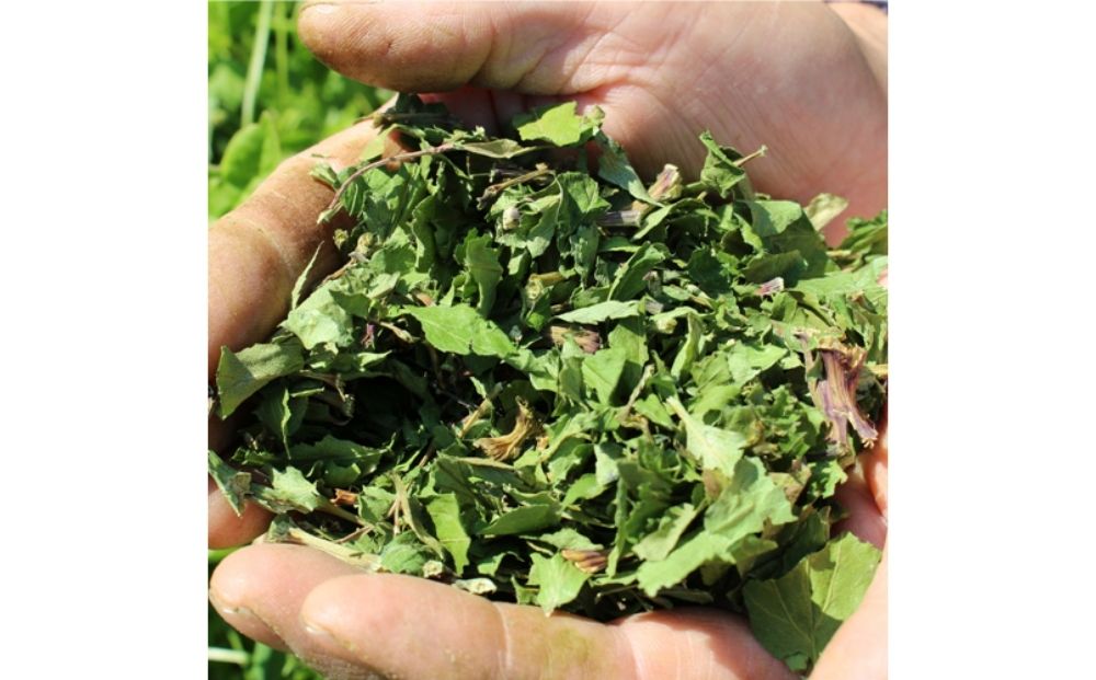 YAMATO HERB COFFEE ドリップ パック カフェイン有 6個入／松田商店 ふるさと納税 コーヒー ブレンド 伝統 ハーブ 大和 当帰葉 有機 奈良県 宇陀市