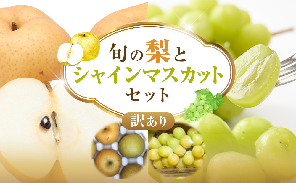 955.【先行予約】【訳あり】シャインマスカット（350ｇ前後）と旬の梨（5玉）セット≪ぶどう、マスカット、ブドウ、葡萄、なし 果物 フルーツ くだもの 鳥取県北栄町≫※8月下旬頃～9月中旬頃に順次発送 313726_AN001