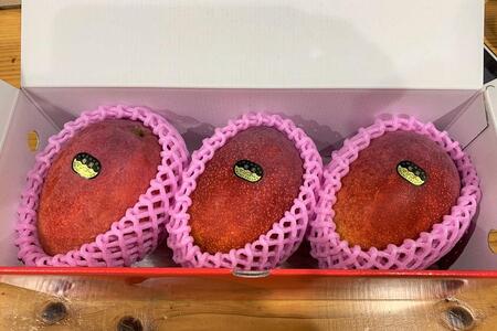 【2026年 先行予約】奄美完熟マンゴー 化粧箱 約1kg(2～3玉入り) 農家直送！|マンゴー