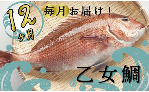 【定期便】12ヶ月毎月お届け！ブランド鯛「乙女鯛」1年コース