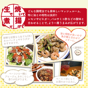 岩手県産 八幡平マッシュルーム1kg 色はおまかせ ／ マッシュルーム まっしゅるーむ きのこ 茸 キノコ なま 生食 【ジオファーム】