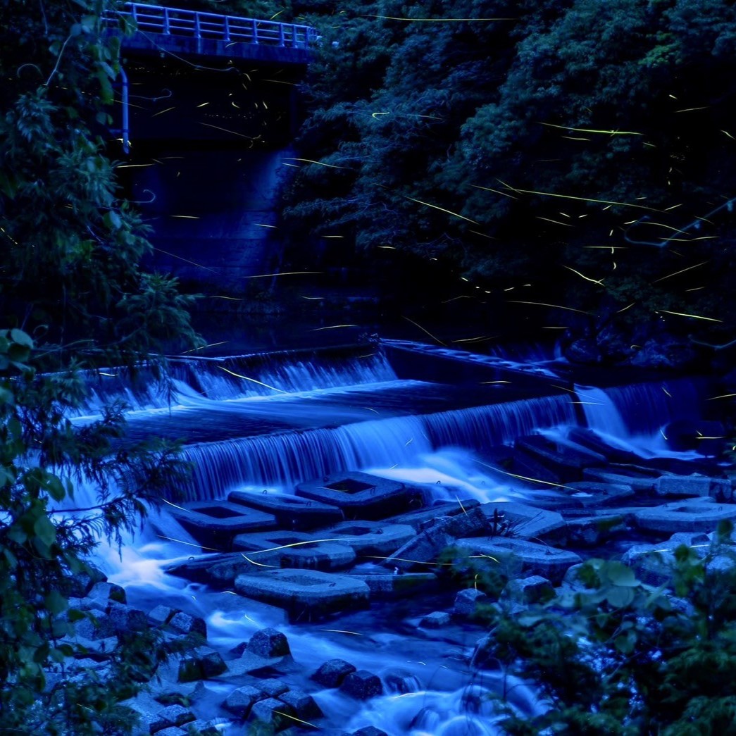 【令和８年産】新米　玄米 コシヒカリ 5キロ お米 おこめ  ごはん 飯 こしひかり ブランド米 農薬5割減栽培 おいしい 国産 土佐清水産 送料無料 高知県 土佐清水市 故郷納税 返礼品 高知【R0