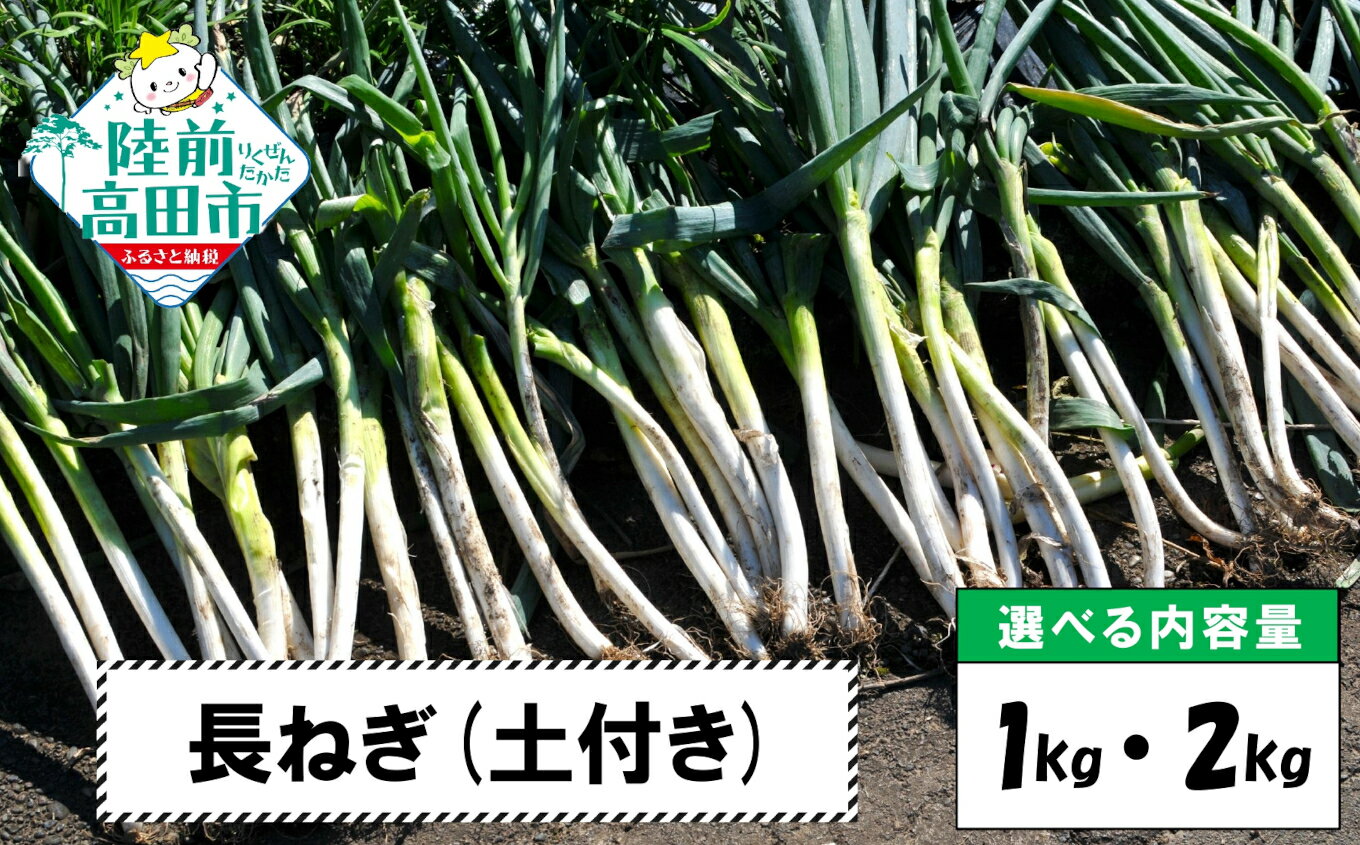 【ふるさと納税】先行予約 長ねぎ 土付き 内容量が選べる 1kg 2kg [ ねぎ ネギ 葱 長ネギ 白ねぎ 白ネギ 冬ねぎ 冬ネギ 根深ねぎ 泥付き 野菜 料理 調理 薬味 おためし 人気 おすすめ 野菜ソムリエ 産地直送 国産 岩手県 陸前高田市 Farm Koganeyama ]