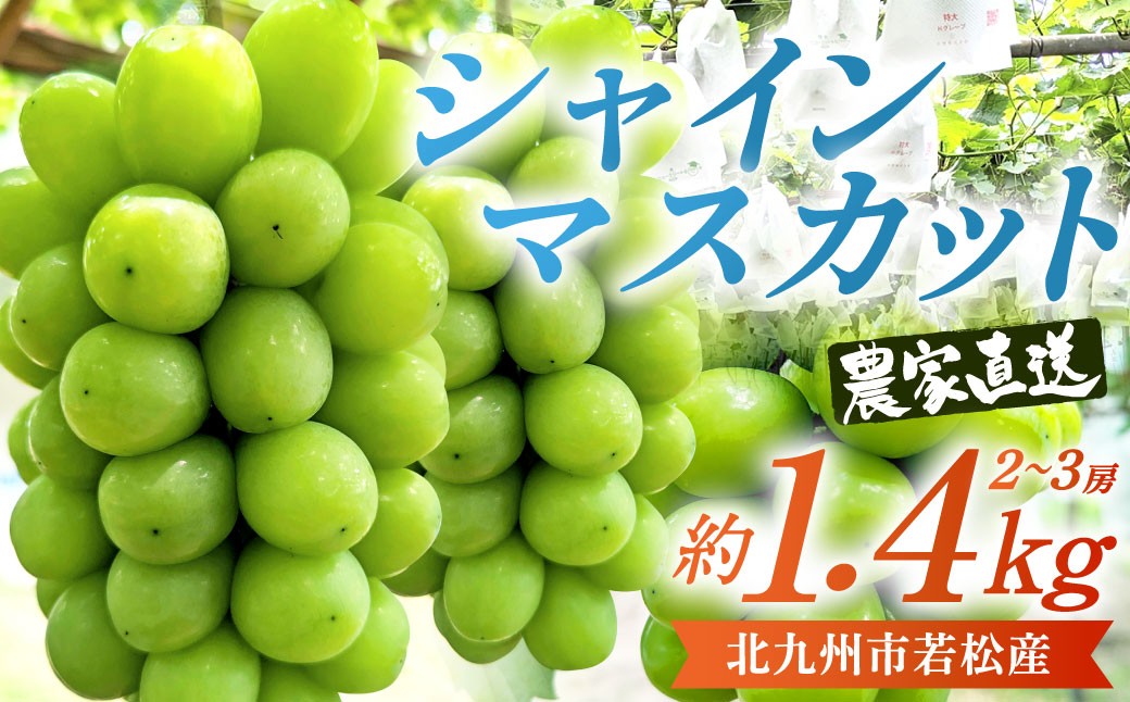
            【数量限定】農家直送 シャインマスカット 約1.4kg（2～3房）有機肥料栽培 北九州市若松産 【2025年9月上旬-11月上旬発送予定】 果物 フルーツ 旬 新鮮 マスカット 大粒 種なし 冷蔵 福岡県産 九州産
          