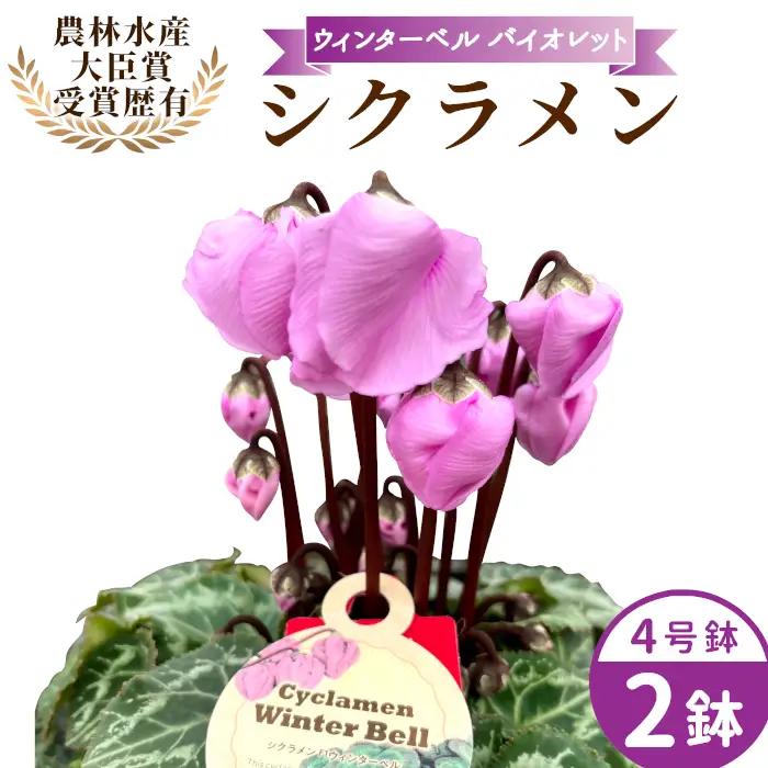 〈予約品〉【シクラメン：ウィンターベル】農林水産大臣賞受賞 愛知県産 シクラメン ４号鉢×２鉢 花 生花 バイオレット プレゼント 贈り物 鉢花 鉢 ガーデン ガーデニング 高品質 クリスマス -277