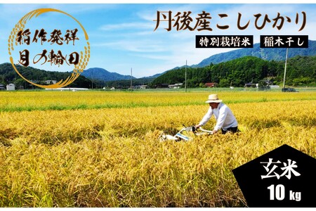 2025年産 京丹後産稲作発祥の地コシヒカリ特別栽培米 月の輪田米 玄米10kg（天日干し）