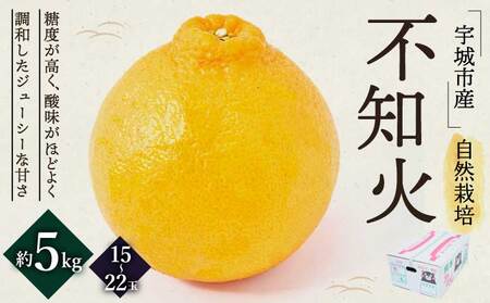 先行予約  自然栽培熊本大見柑 (不知火) 約5kg（15～22玉） 2027年3月上旬から2027年4月中旬発送予定