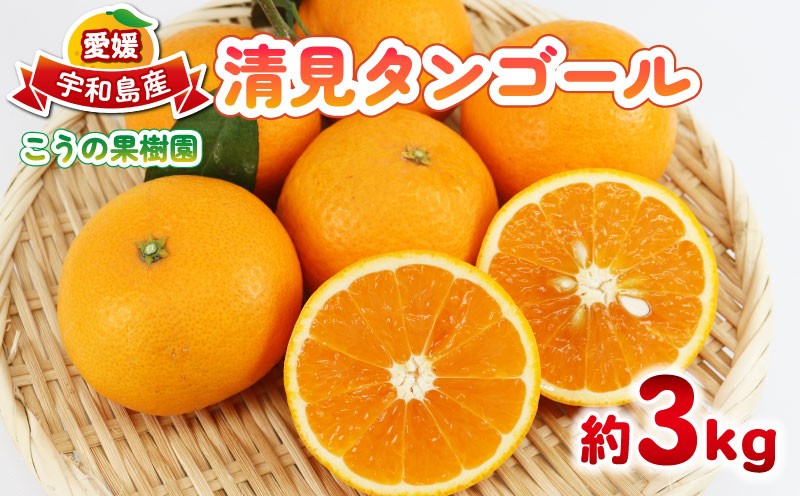 
                  愛媛みかん 清見タンゴール 3kg こうの果樹園 先行予約 タンゴール オレンジ きよみ 清見オレンジ 清見みかん 清見蜜柑 清見 愛媛ミカン 愛媛蜜柑 蜜柑 みかん mikan 果物 くだもの フルーツ 柑橘 数量限定 国産 愛媛 宇和島 B010-182007
                