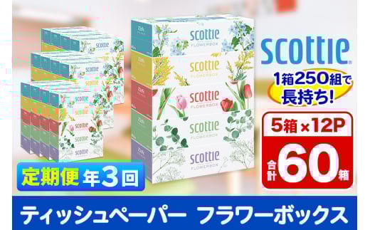 《4ヶ月ごとに3回お届け》定期便 ティッシュペーパー スコッティ フラワーボックス250組 60箱(5箱×12パック) ティッシュ 【レビューキャンペーン中】