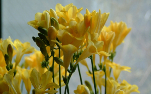 1月発送：優しい香り フリージア 黄色　50本 生産者直送 直送 生花 切り花 花 はな 春 先行予約 予約 茨城県 利根町