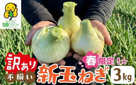 淡路島 新玉ねぎ 3kg 訳あり サイズ不揃い 簡易箱でお届け / 新玉ねぎ