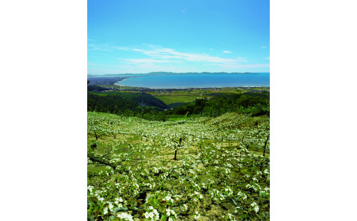 鳥取県産梨「秋甘泉（あきかんせん）」5kg