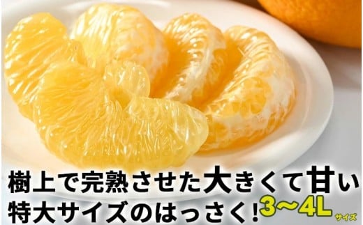 タカじいの 完熟 さつき はっさく5kg / 八朔 特大サイズ 和歌山 有田 柑橘 ※4月上旬〜4月下旬に順次発送予定 【krs022-l-5A】