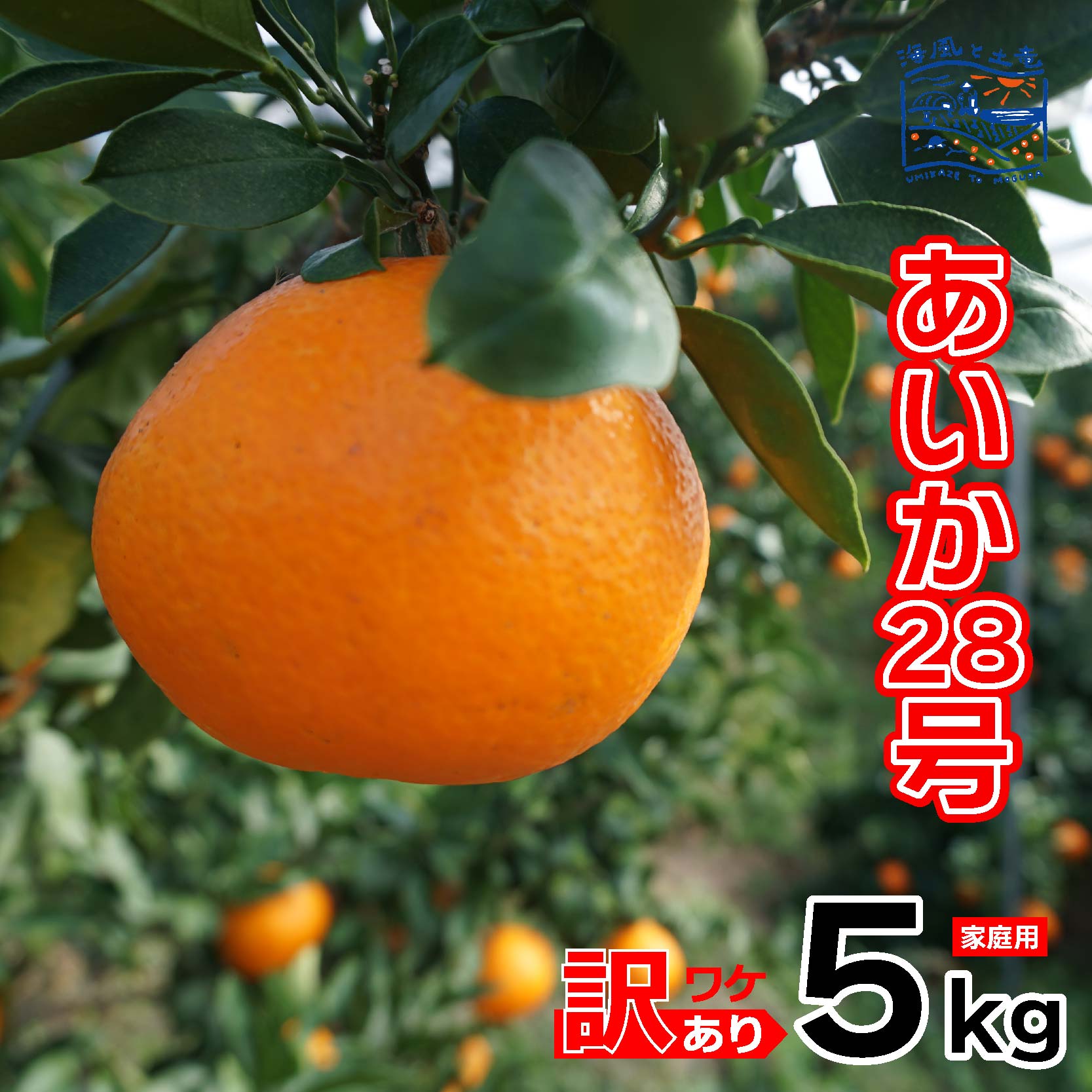 【ふるさと納税】 【2026年12月上旬頃から順次発送】 訳あり あいか 家庭用 5kg ｜産地直送 国産 柑橘 期間限定 数量限定 ご当地 愛媛県 松山市