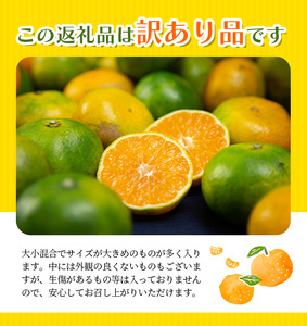 【先行予約】 訳あり みかん 極早生温州みかん 約6.5kg＋傷み保証分300g 2S～3Lサイズおまかせ 【2025年9月下旬から10月中旬までに順次発送予定】 / 家庭用 ご家庭用 訳アリ わけあ