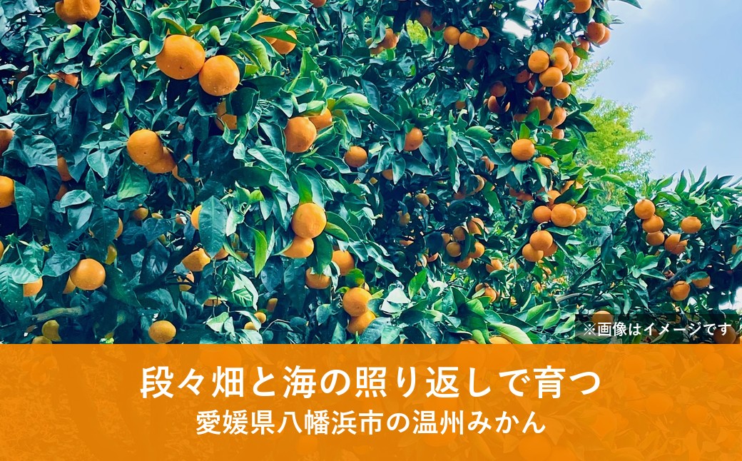 【先行受付】八幡浜産 温州みかん（5kg）家庭用【108-1】YWTBX001