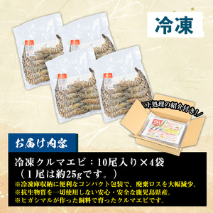 鹿児島県産！冷凍クルマエビ 1000g クルマエビを合計40尾！クルマエビ1尾あたり25g　急速冷凍をかけたクルマエビをお届けします 車海老 車えび 車エビ【C-183H】