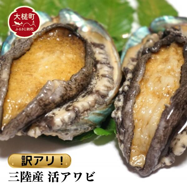 【※訳あり※】 三陸産！活アワビ 約1kg (6～10個)【数量限定】【08】｜11月～12月発送 冷蔵 三陸 岩手県 大槌町 あわび 人気 鮑 いわて iwate 2025 魚貝 鮮度抜群【配送日・曜日指定不可】