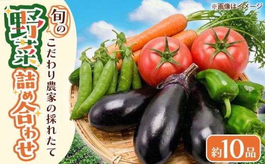 野菜 こだわり農家の採れたて野菜セット / 季節野菜 やさい 野菜 ベジタブル ほうれん草 小松菜 白菜 大根 特産品 採れたて 旬 季節野菜 農家直送 藤井寺 産地直送 詰め合わせ ほうれん草 大根 小松菜 おすすめ 人気 やさい 野菜 セット 詰め合わせ 農家直送 旬 採れたて 季節 大阪産 南河内 藤井寺 食卓 鮮度 / 大阪府藤井寺市/農事組合法人農園たかはし [BLCF001]