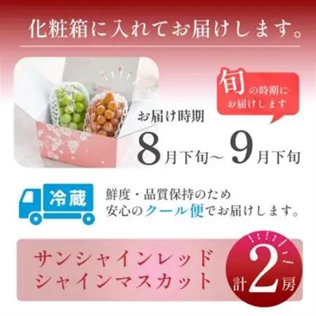 2026年発送【数量限定】希少な新品種サンシャインレッドと大人気シャインマスカットの贅沢2房セット【配送不可地域：離島・沖縄県】【1688207】