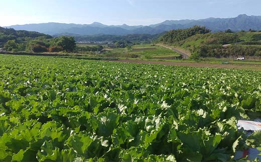 産直ぐんまの朝どれ 新鮮レタス 300g以上×2個 F21E-491