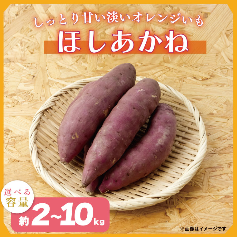 【ふるさと納税】【選べる内容量】【2025年11月より順次発送】2025年度産 しっとり甘い淡いオレンジいも ほしあかね 約2kg・5kg・10kg｜さつまいも 芋 お芋 ほしあかね 渋谷農園 先行予約 茨城県 行方市(BZ-38)