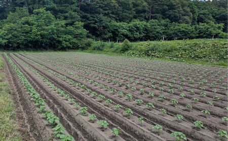 無農薬・無化学肥料　青森県産　生搾りえごま油（３本）えごま油 無農薬・無化学肥料 えごま油 無農薬・無化学肥料 えごま油 無農薬・無化学肥料 えごま油 無農薬・無化学肥料 青森県 三戸町 R0714