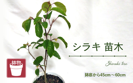 シラキ苗木（鉢物）【しらき シラキ お花 花 はな フラワー 花 苗 植物 家庭菜園 花壇 プランター ガーデニング観葉植物 園芸 鉢物 】 [m47-a007]
