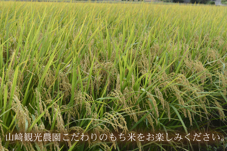 山﨑観光農園のもち米 5kg | 栃木県 益子町 ふるさと納税 お米 米 もち米 5kg 令和7年産 (AU008)