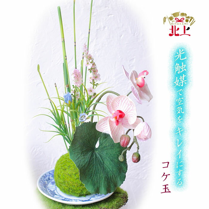 【ふるさと納税】空気をきれいにするアートフラワー コケ玉 フラワーアレンジメント 消臭 除菌 空気清浄 光触媒 健康 花 雑貨 贈り物 プレゼント インテリア 玄関 リビング エントランス 寝室 トイレ レストルーム あとりえヒロ
