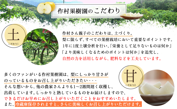 【先行予約】作村果樹園のあきづき梨 約5kg(9〜13玉前後) 熊本県氷川町産 作村果樹園《8月下旬-9月末頃出荷》梨 なし