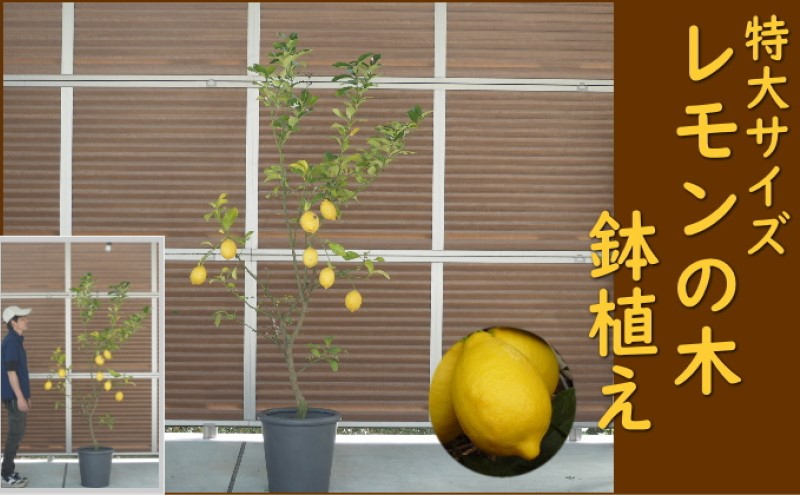 
レモンの木 鉢植え 特大サイズ (陶器鉢グレー38cm) 植木鉢 ガーデン ※配送不可：北海道、沖縄、離島
