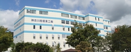 【全6回定期便（2ヵ月に1回）】Justice Green tea（緑茶）アルミボトル缶290ml×24本入り【 茶 お茶 緑茶 美味しい 24本入り 防災 神奈川県 山北町 】