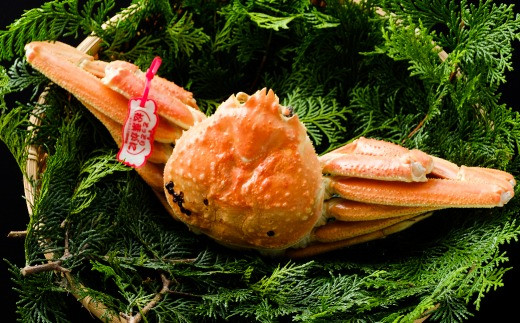 
                  鳥取県産　タグ付き浜茹で松葉がに　400g以上×2枚 [83]
                