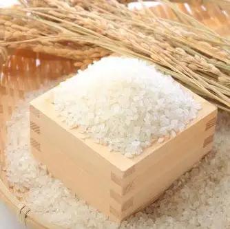 【令和7年産】【2回定期便】「米屋のこだわり阿賀野市産」コシヒカリ 5kg×2回 新潟県 米 こめ コメ 白米 精米 1E05021