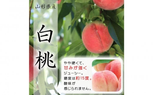 【令和7年産先行受付】山形県中山町産白桃秀品5kg※品種おまかせ 軟らかくなる桃　12玉～20玉　あかつき 川中島白桃 伊達白桃他