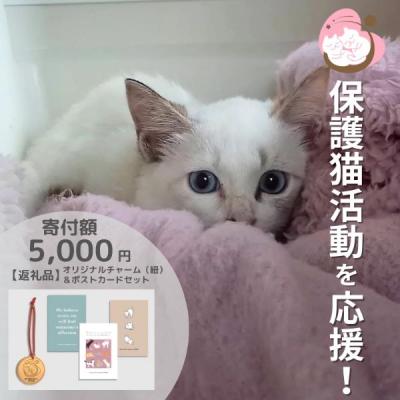 ふるさと納税 小郡市 保護猫活動を応援! ロゴチャーム(紐)&amp;ポストカード×3枚[No5354-0976]