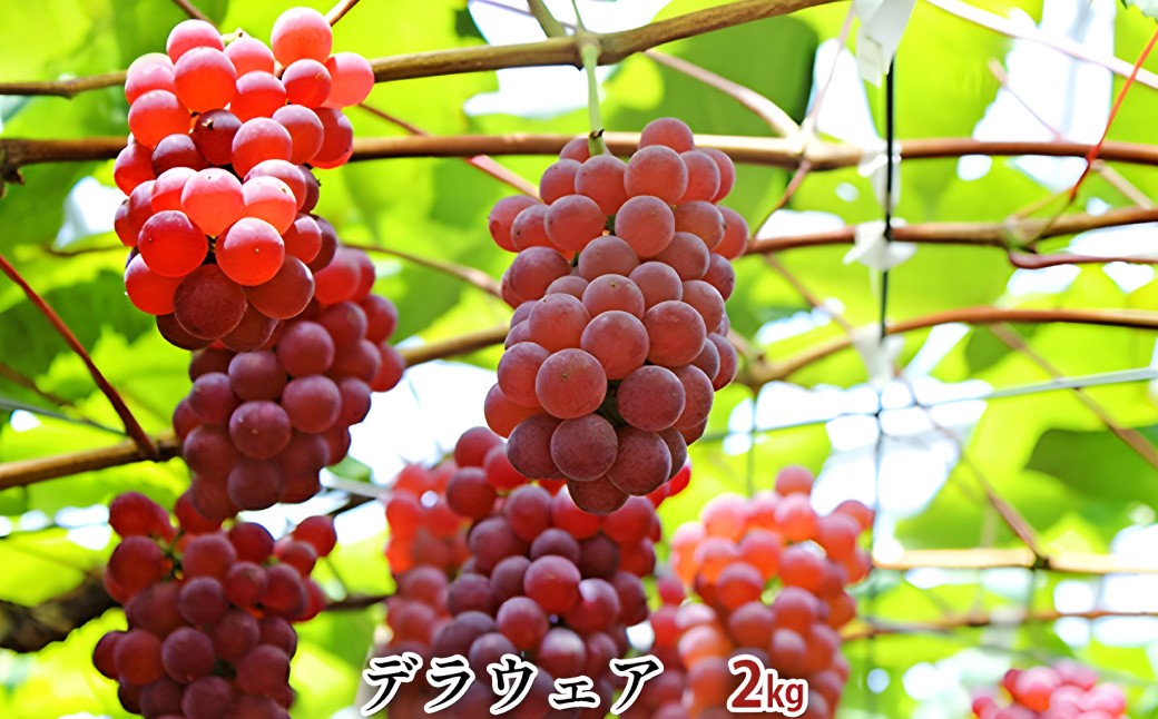 
                  デラウェア 約2kg 果物類 フルーツ 果物 ブドウ デザート おやつ 食後 山梨県産 【2026年7月下旬～8月下旬まで順次発送予定】
                