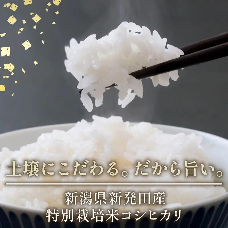 【新米 定期便】 4kg × 6ヶ月 令和8年産 新潟県産 特別栽培米コシヒカリ 米 お米 ごはん 白米 コシヒカリ 佐々木耕起組合 プレゼント ギフト 贈答 定期便 特別栽培米 佐々木耕起 佐々木こ