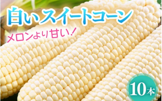 【先行予約】朝採り 白とうもろこし 10本入《外皮ごとレンジでチン！メロンより甘い！》／ 野菜 スイートコーン 白 ホワイトコーン ホワイト とうもろこし バーベキュー  夏 ※2025年6月中旬より順次発送 [aw045-a002]