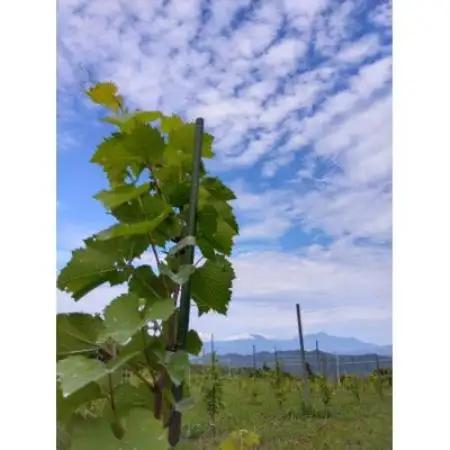 高山村産白ワインシャルドネVin de Soif CHARDONNAY 2025ドメーヌ・ヒロモニカ【配送不可地域：離島】【1766521】