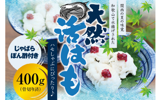 
国産 骨切り済み 天然活はも 400g じゃばらポン酢100ml付き 鱧 ハモ 湯引き 和歌山県産 天ぷら しゃぶしゃぶ 鍋
