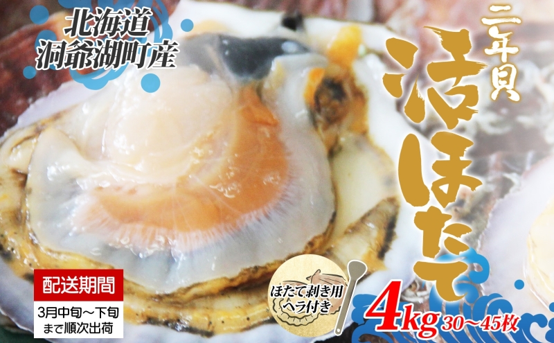 北海道産 活ほたて 2年貝 約 4kg 30枚～45枚 2026年3月中旬～3月下旬頃お届け 殻付き 貝付き 帆立 ホタテ ほたて 貝 魚介 海産 海鮮 貝柱 噴火湾 刺身 焼き フライ 生産者支援 産地直送 送料無料 