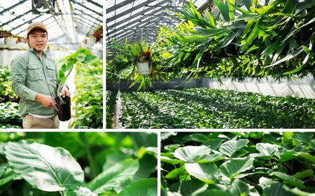 癒しの観葉植物 モンステラ デリシオーサ 観葉植物 グリーン ハウスグリーン モンステラ お祝い 引っ越し インテリア