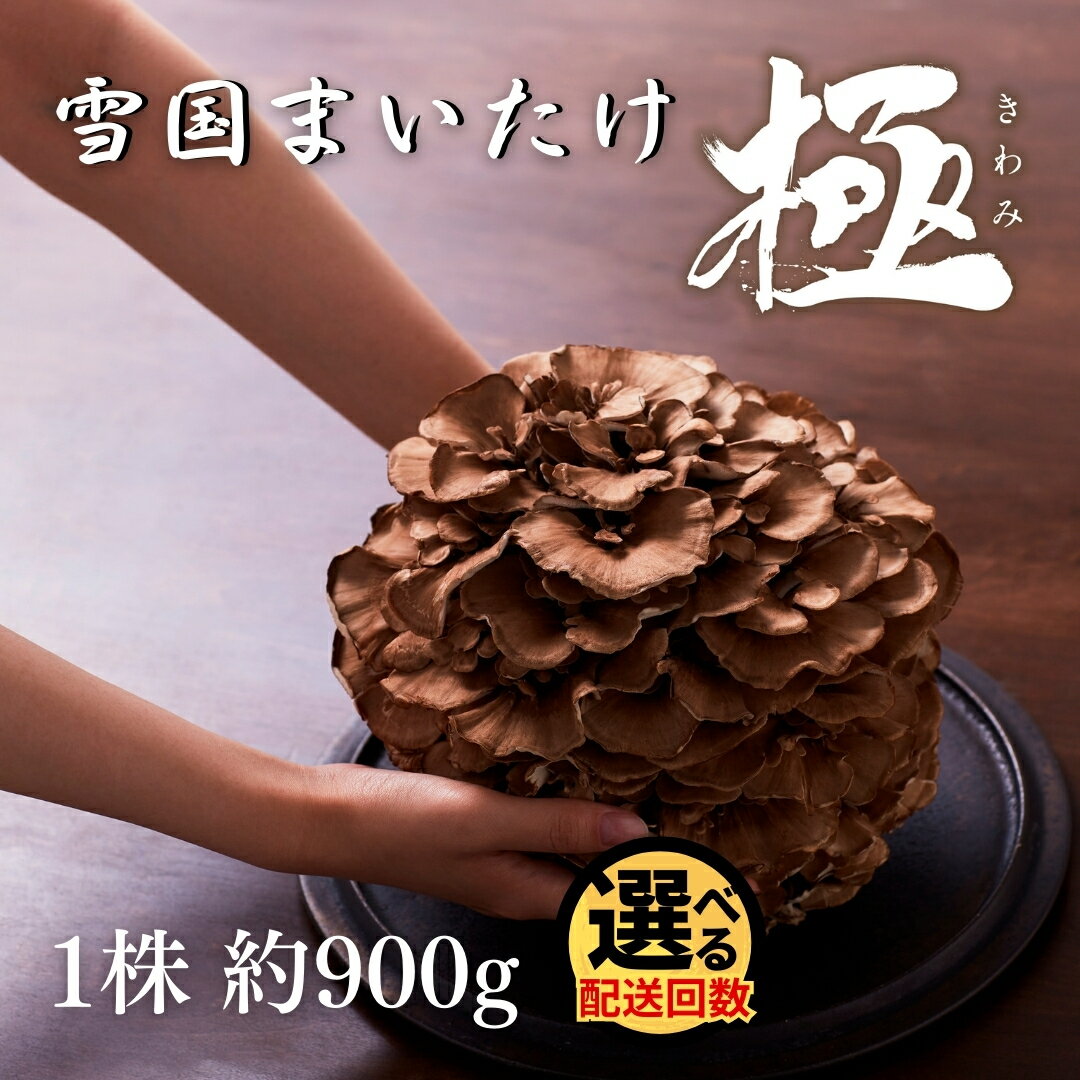 【ふるさと納税】雪国まいたけ 極 1株 1株約900g 選べる 雪国まいたけ最高品質 産地直送 新潟県 五泉市 ユキグニファクトリー株式会社