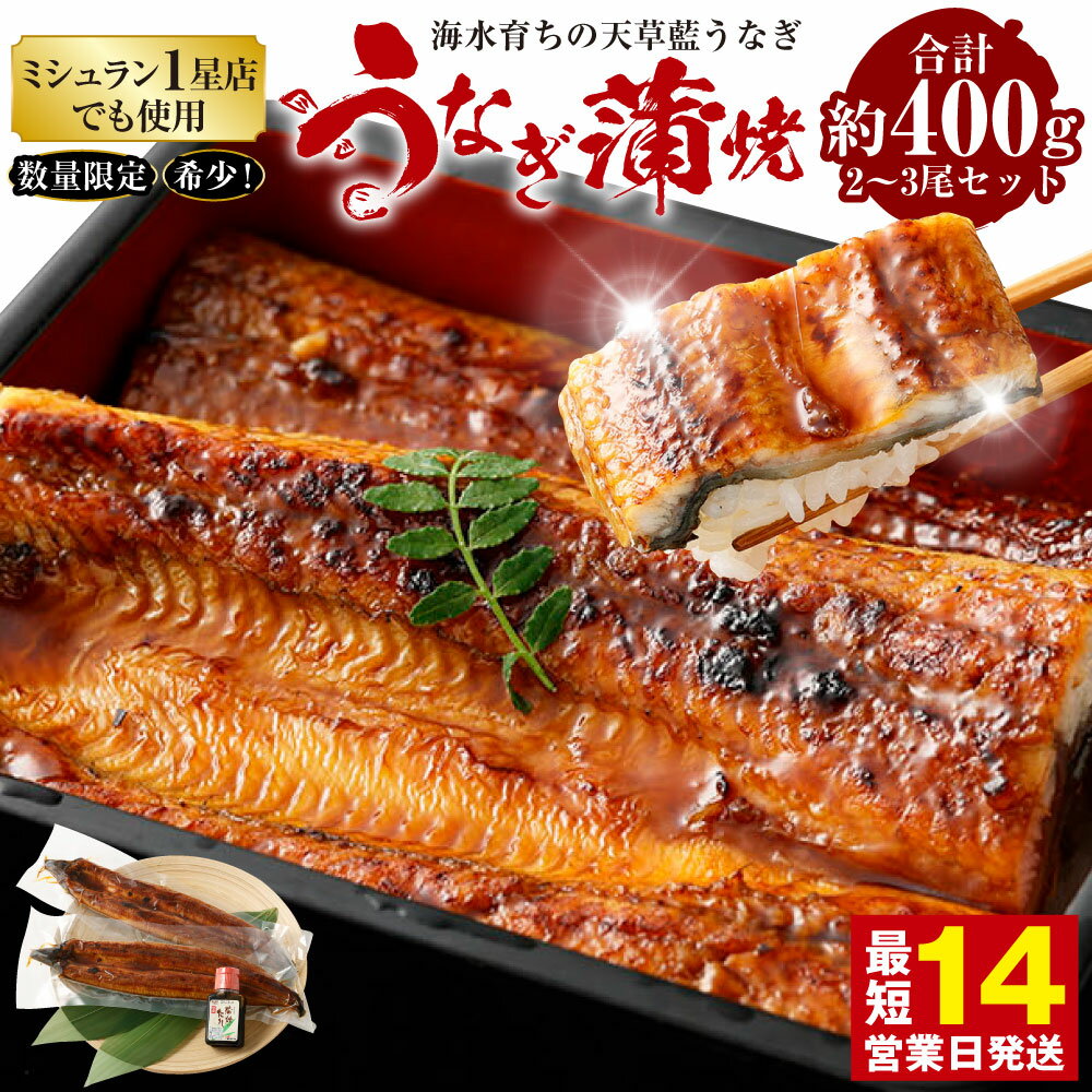 【ふるさと納税】【ミシュラン星付きのプロが愛用】数量限定 海水育ちの天草藍うなぎ 蒲焼き 2尾～3尾セット 合計約400g うなぎ 蒲焼き ウナギ 鰻 国産 国内産 蒲焼 蒲焼セット ニホンウナギ 熊本産 グルメ ギフト 老舗 贈答品 お取り寄せ 送料無料