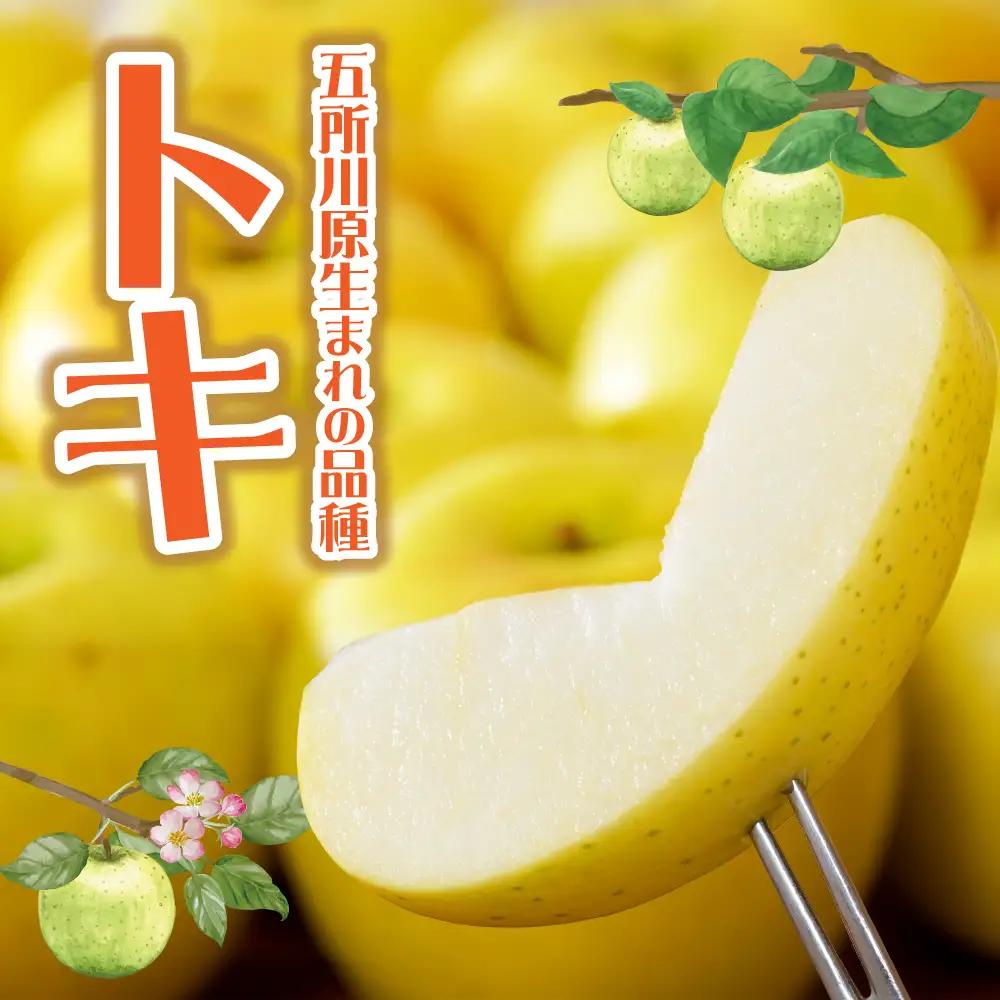 【2026年10月発送】【特選】 りんご 約5kg トキ〈樹上完熟〉 青森県産 りんご