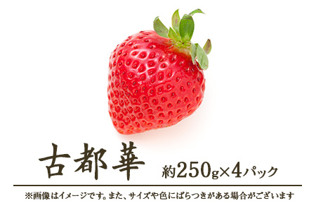 いちご 古都華 1kg【R9年1月～発送】いちご